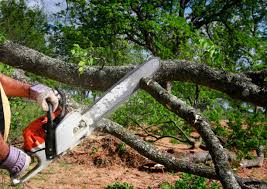 Professional Tree Services in Bradford Woods, PA